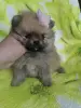 Померанский шпиц