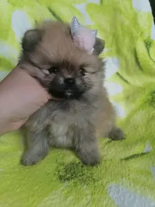 Померанский шпиц