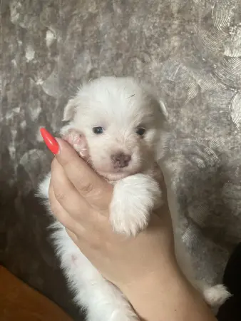 Щенки