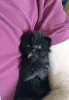 Котёнок в добрые ручки