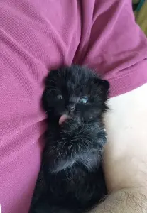 Котёнок в добрые ручки