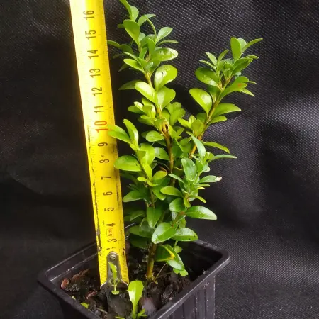 Самшит (Buxus)