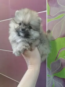 Померанский шпиц