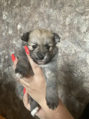 Щенки
