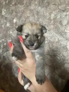 Щенки
