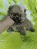 Померанский шпиц