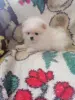 Померанский шпиц