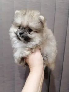 Померанский шпиц МИНИ