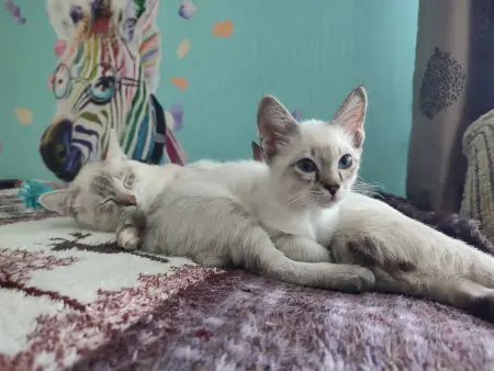 Котенок Меконг - Козловщина - 64810 - Доска объявлений Kupika.by - Фото 2