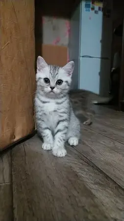 Котята шотландские