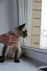 Сиамская кошка в дар