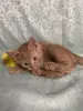 ласковый котёнок в дар