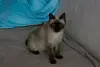 Сиамская кошка в дар