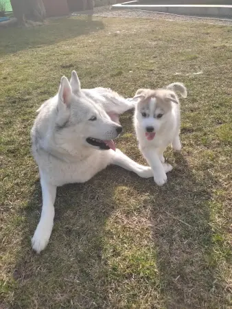 Хаски из фетра/DIY/dog husky from felt with our own hands