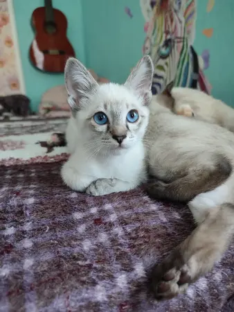 Котенок Меконг