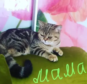 Шотландские шиншилловые котята
