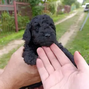 Очаровательная девочка карликовый пудель