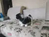 Щит цу щенки