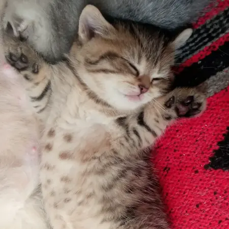 Котята шотландские породистые