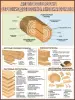 Деревообработка.Учебные плакаты для школы и колледжа