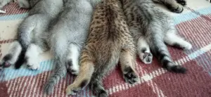 Котята шотландские породистые