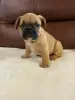 Щенки французского бульдога