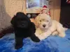 Продаются миниатюрные щенки той пуделя