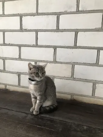 Кошечка