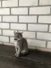 Кошечка