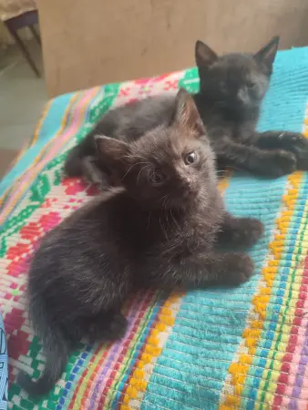Котята
