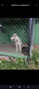 Отдам даром хаски