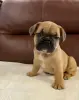 Щенки французского бульдога