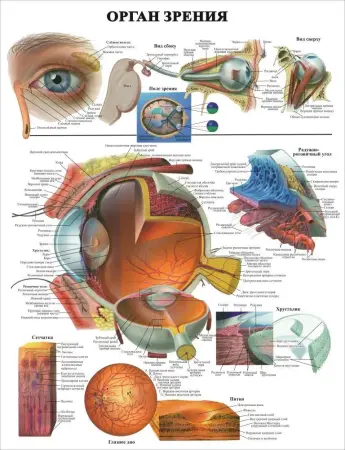 Анатомия. Учебные плакаты для колледжа