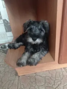 Цвергшнауцер щенки
