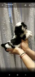Щит цу щенки