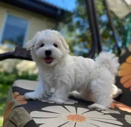 puppy maltese for sale