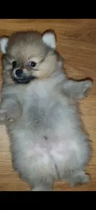 Померанский шпиц