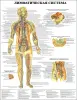 Анатомия. Учебные плакаты для колледжа