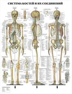 Анатомия. Учебные плакаты для колледжа