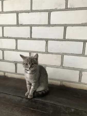 Кошечка