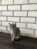 Кошечка