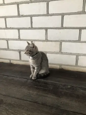 Кошечка