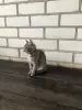 Кошечка