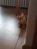 рыжий котик