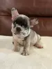 Щенки французского бульдога