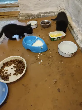 Котята