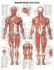 Анатомия. Учебные плакаты для колледжа