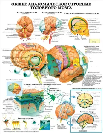 Анатомия. Учебные плакаты для колледжа