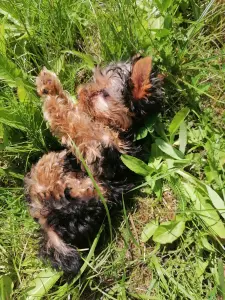 Щенки