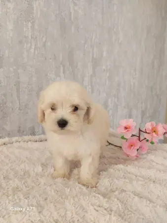 Щенки дизайнерской породы maltipoo мальтипу девочки и мальчик